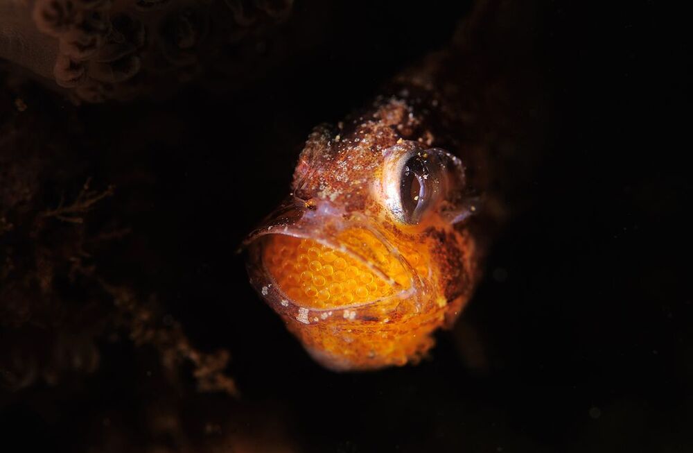 Anilao. Cardinalfish with eggs.