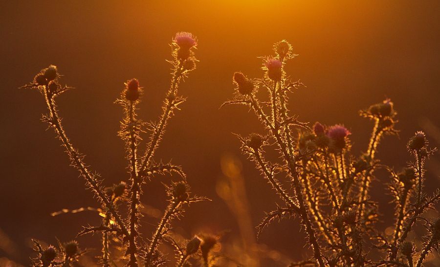 In the evening sun
