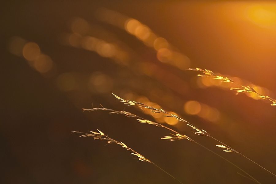 In the evening sun