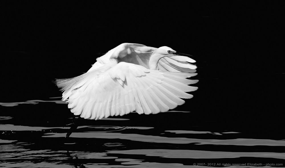 Little Egret in B/W
