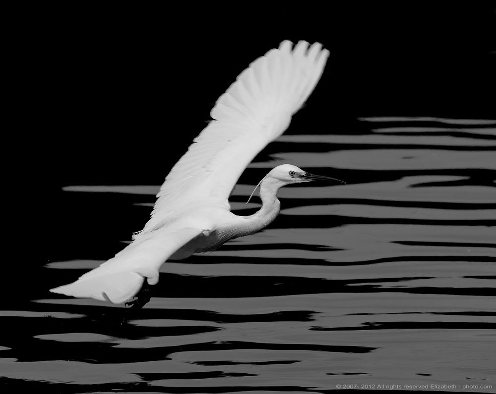 Little Egret in B/W