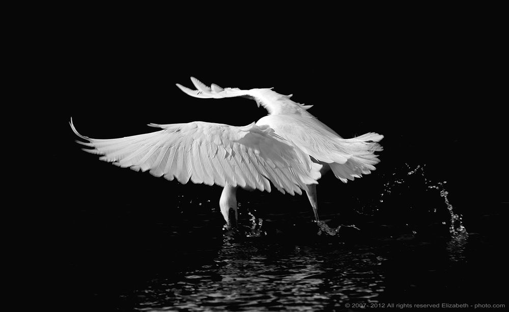 Little Egret in B/W
