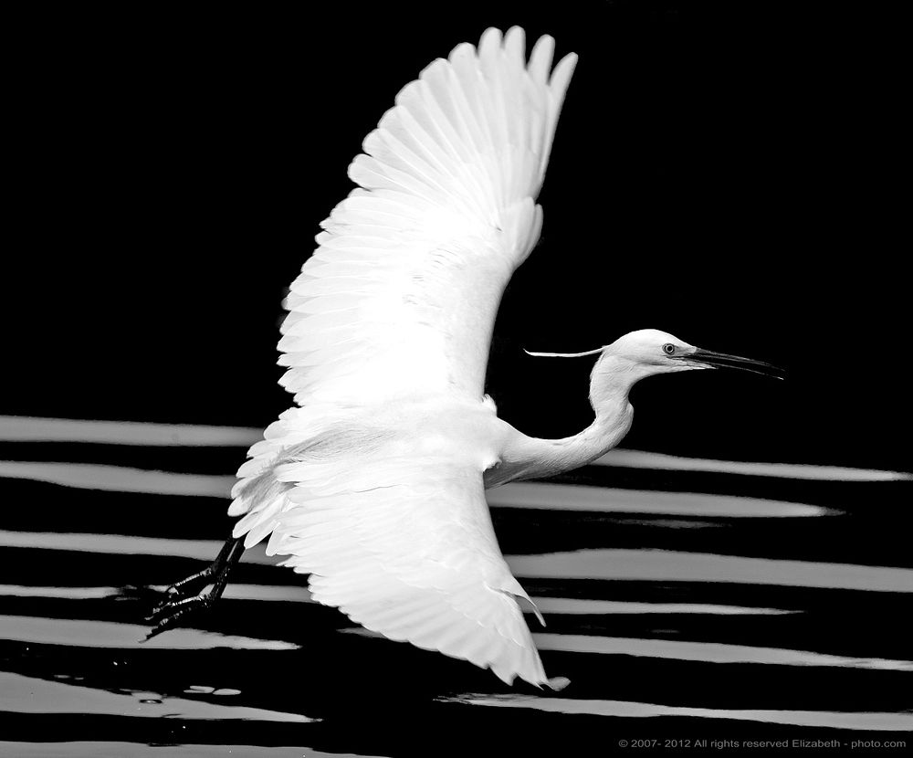 Little Egret in B/W