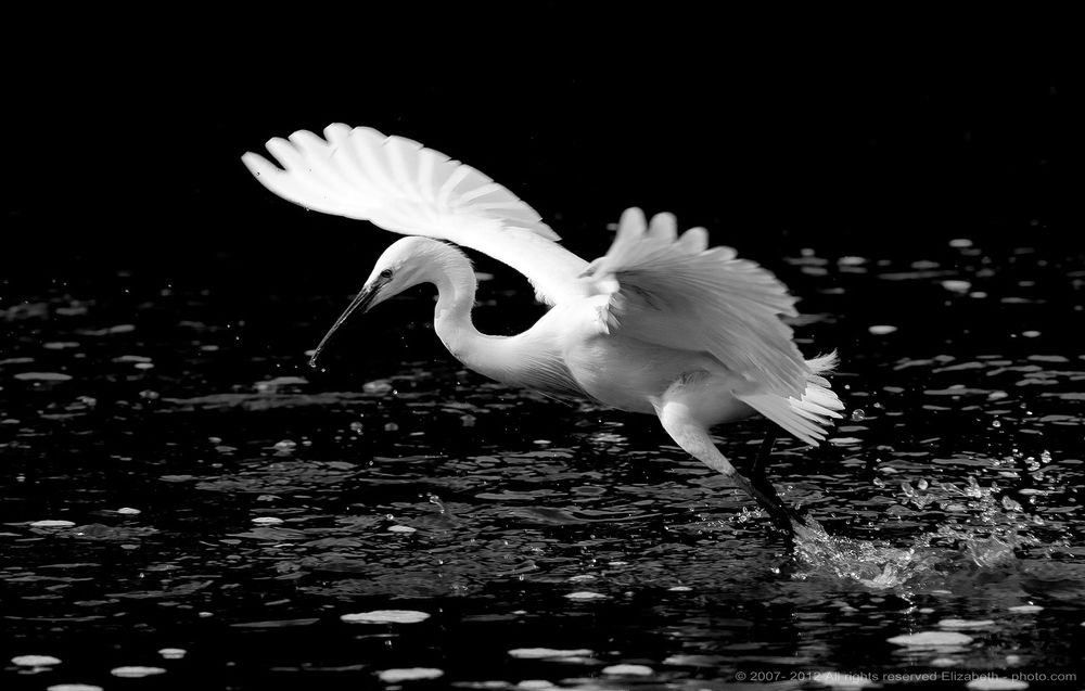 Little Egret in B/W