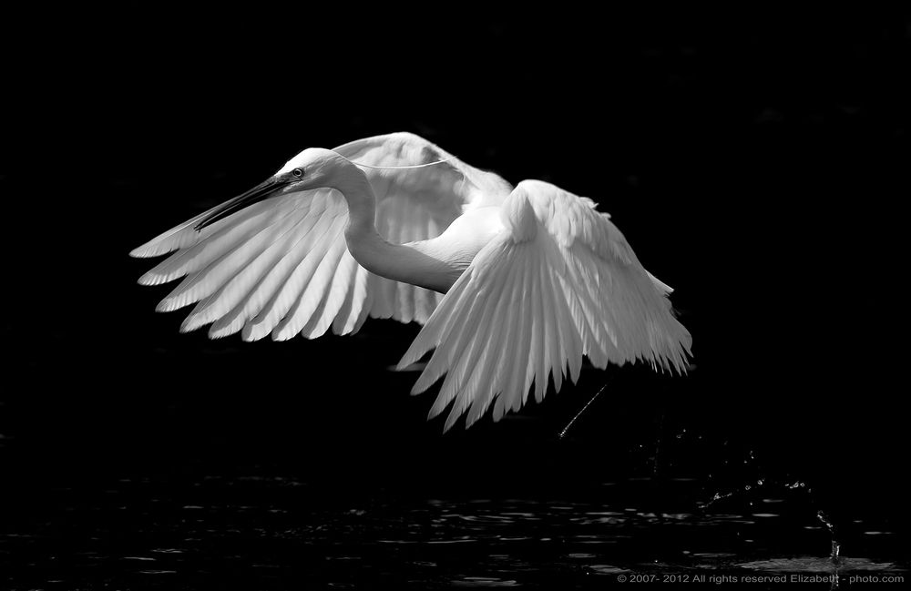 Little Egret in B/W