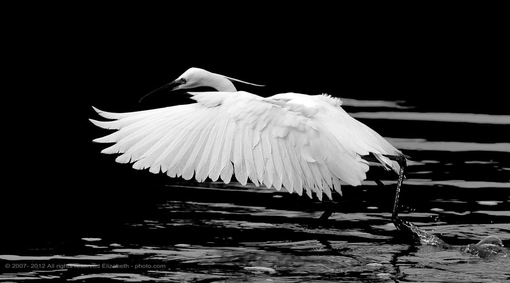Little Egret in B/W