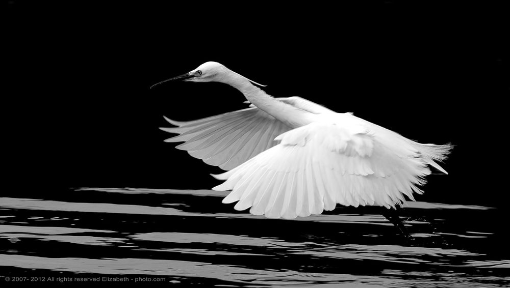 Little Egret in B/W