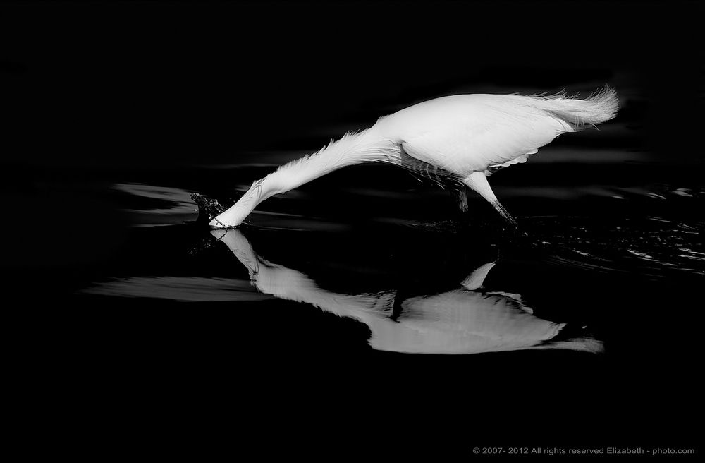 Little Egret in B/W