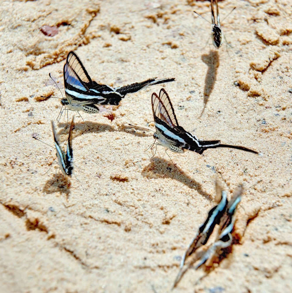 Green Dragontail (Lamproptera meges)