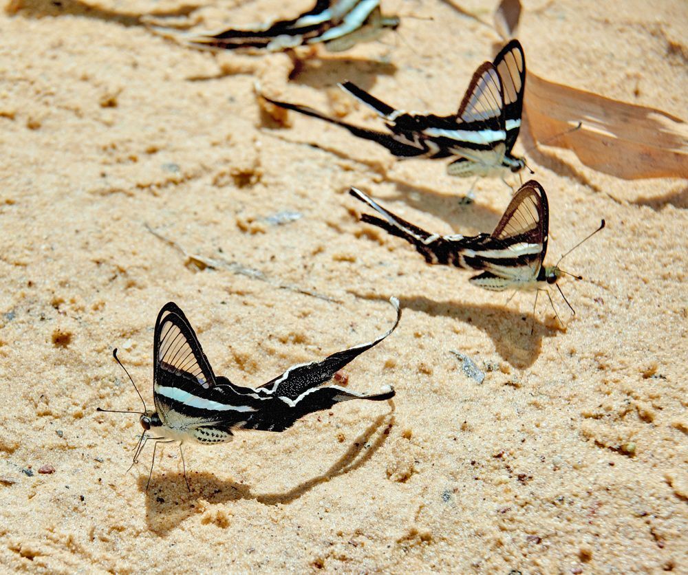 Green Dragontail (Lamproptera meges)