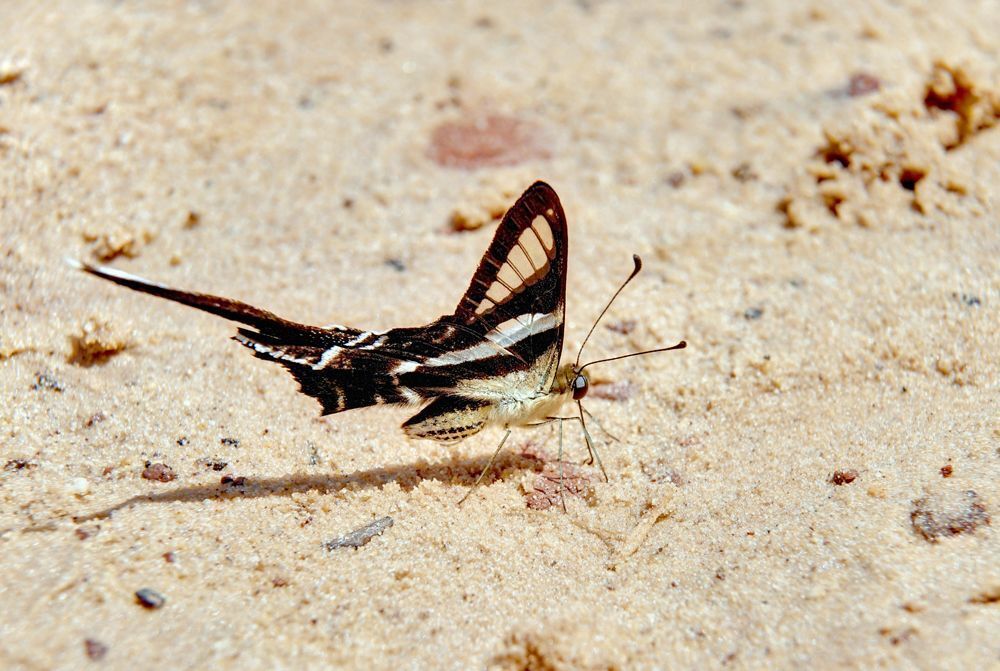 Green Dragontail (Lamproptera meges)