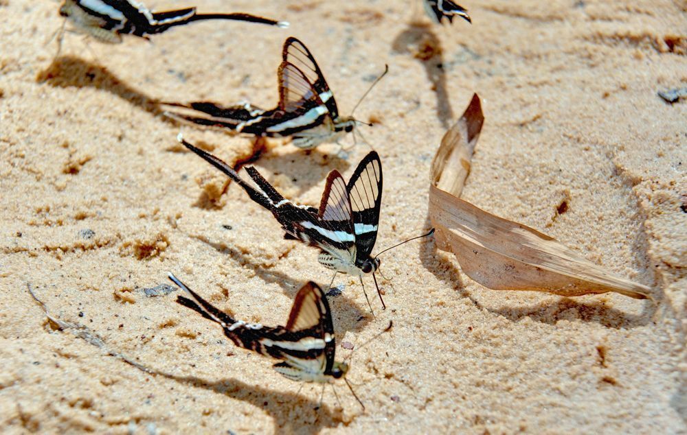 Green Dragontail (Lamproptera meges)