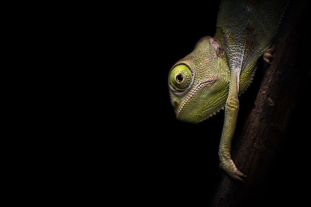 Baby Chamaleo Calyptratus