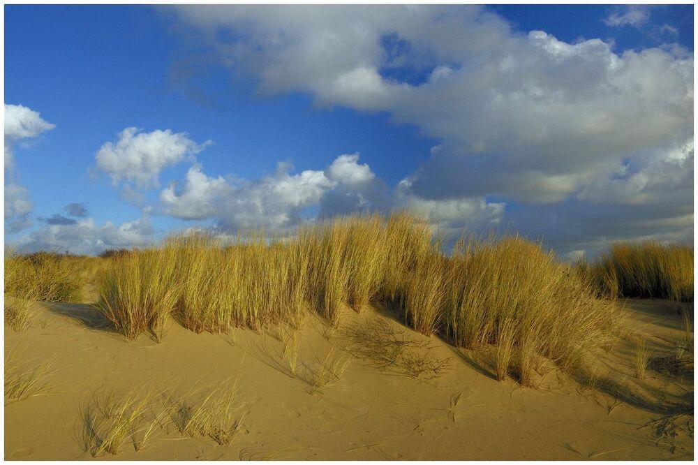 The Belgian dunes.