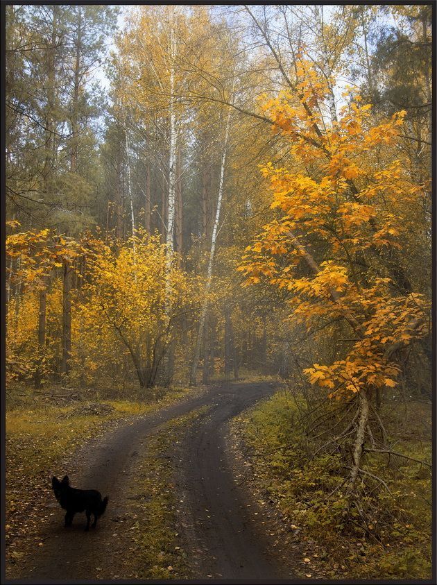 Осенняя ностальгия