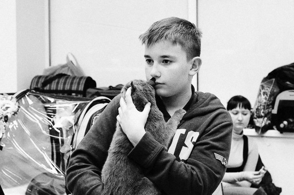 Один тяжелый день из жизни кошек