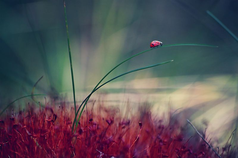 ladybird