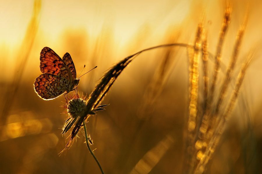 August ІІ