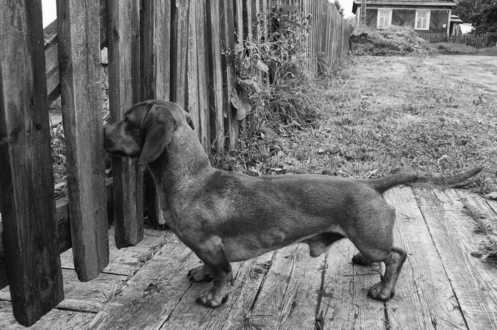 cat & dog