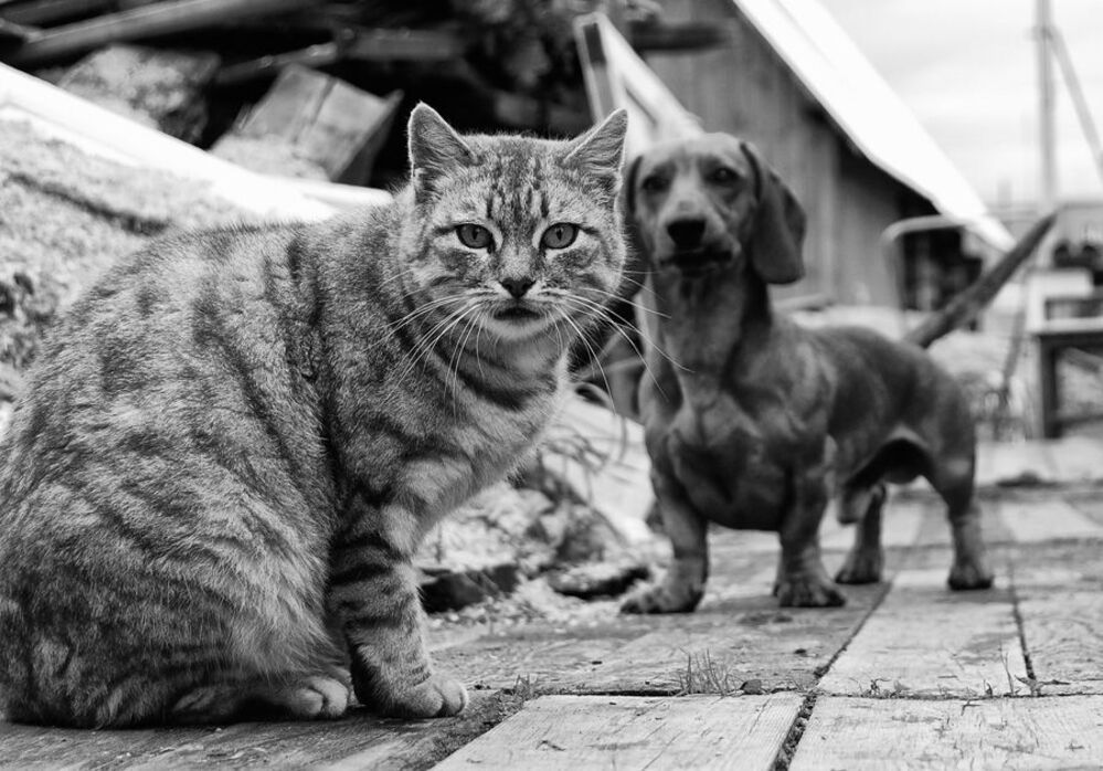 cat & dog