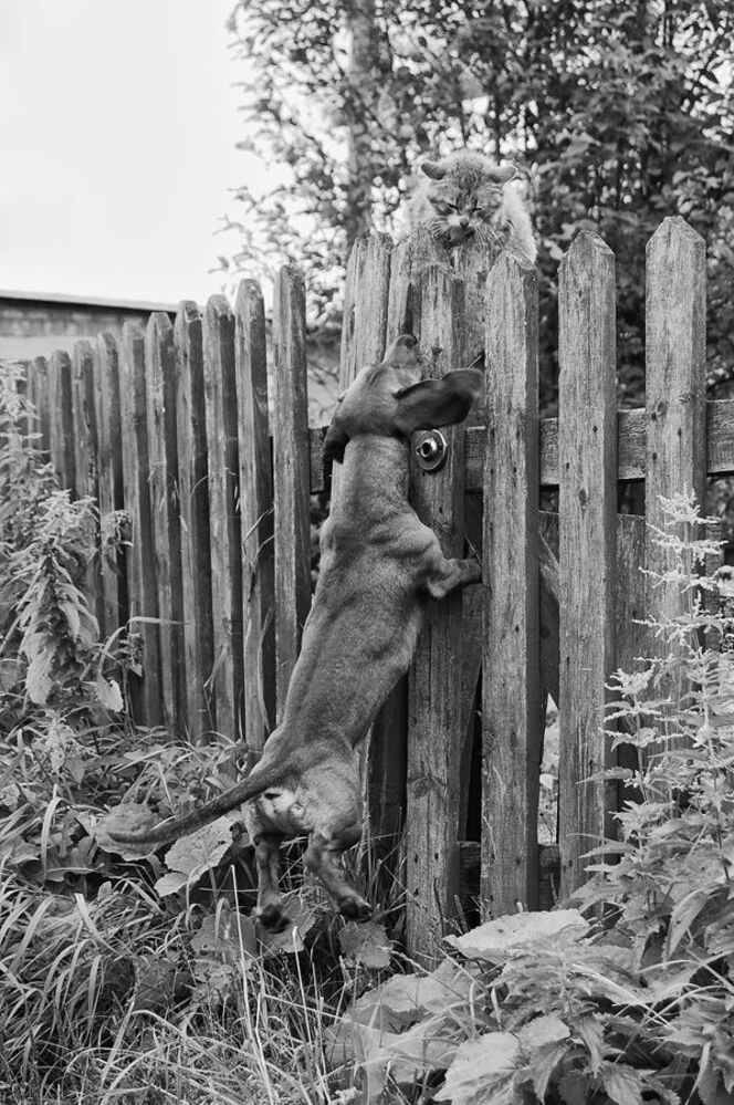 cat & dog