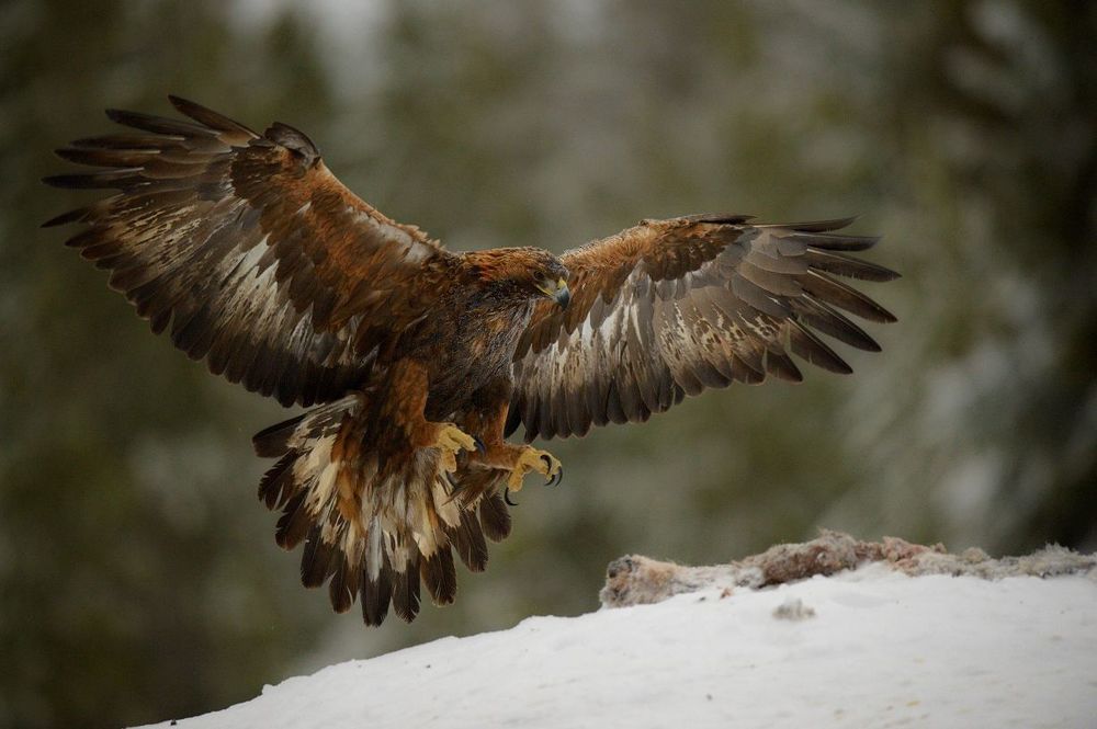 flying eagles