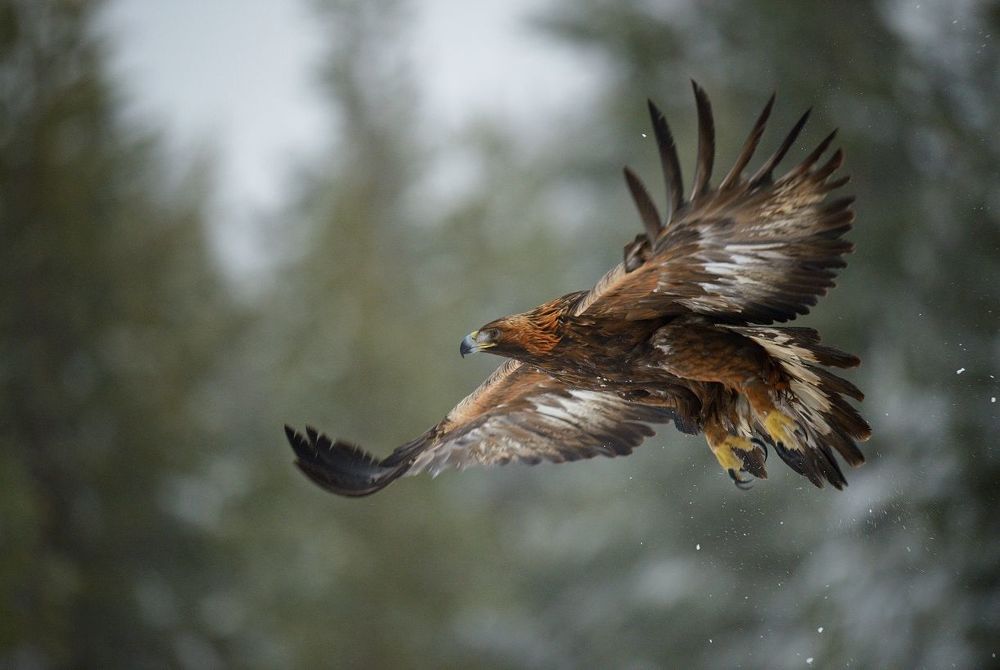 flying eagles