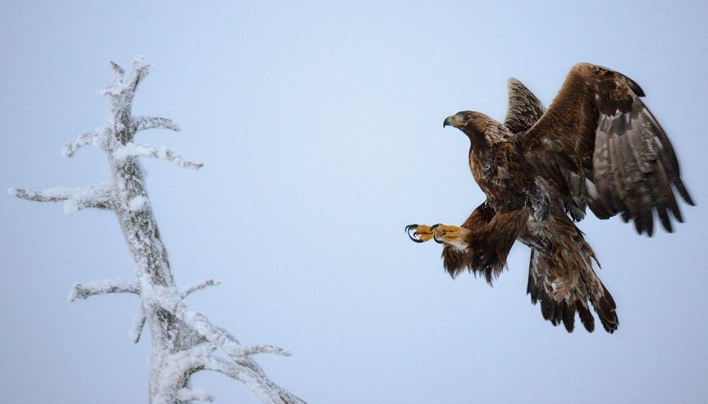 flying eagles