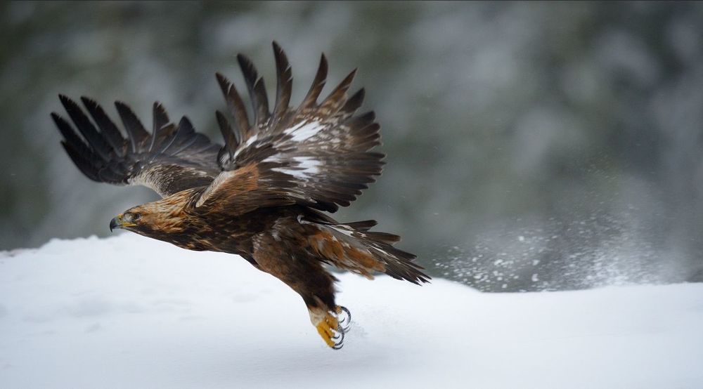 flying eagles