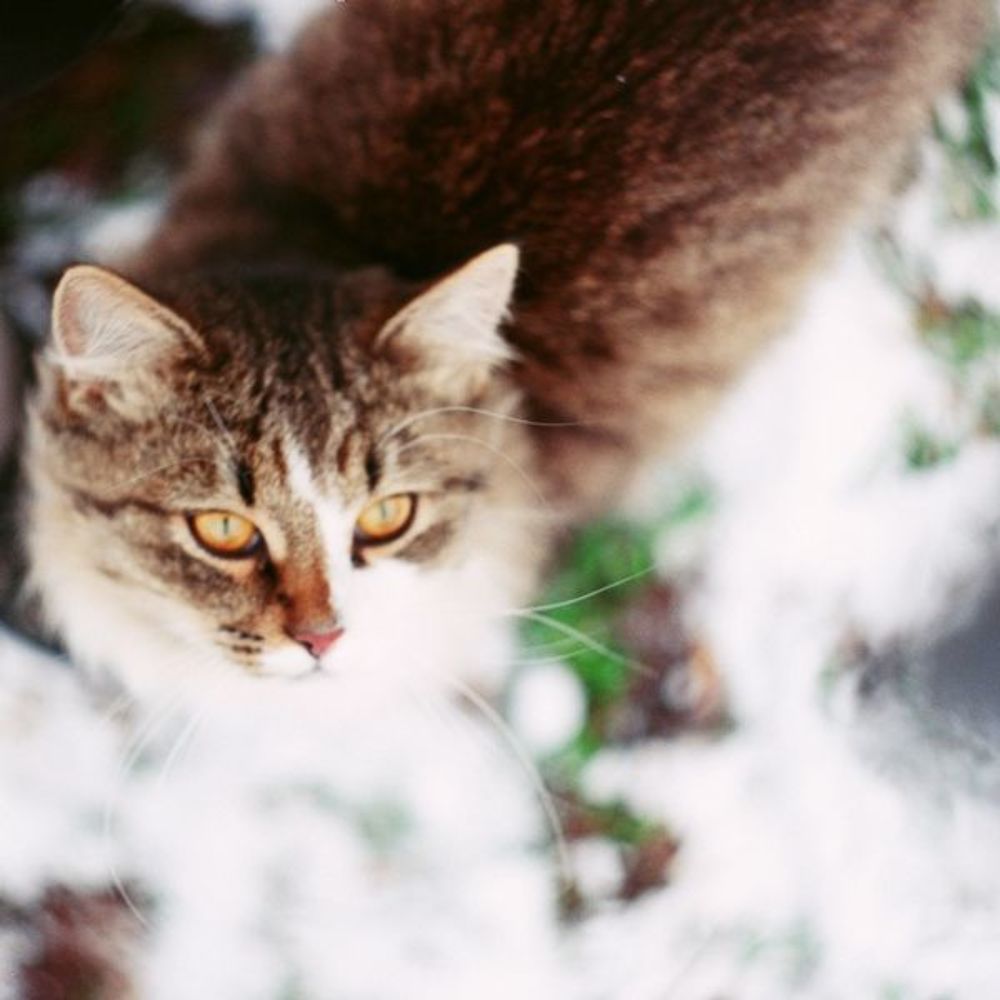 cat