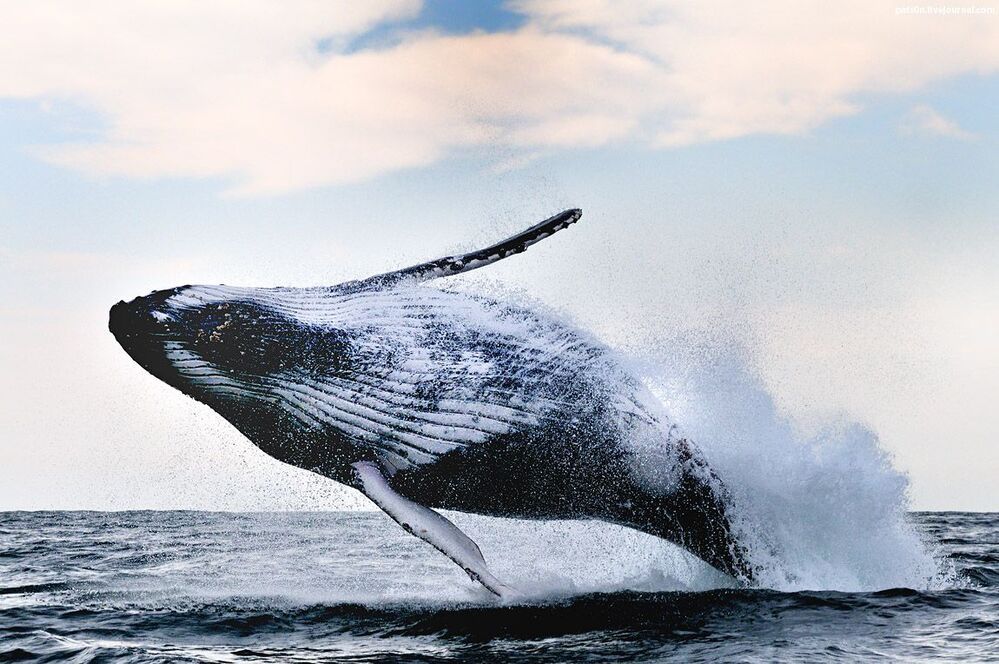 oppa humpback style !