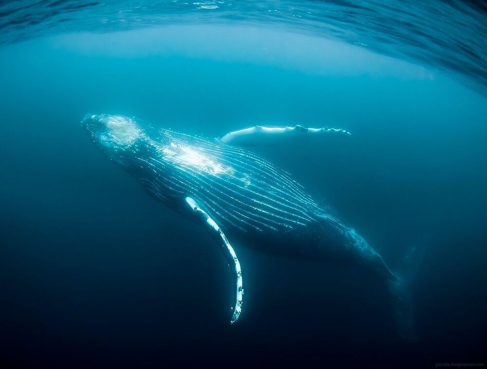 oppa humpback style !