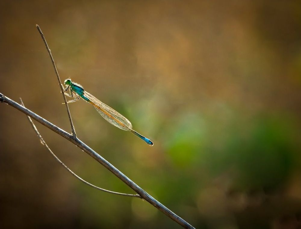 СТРЕКОЗУЛЬКИ И СТРЕКОЗЛЫ
