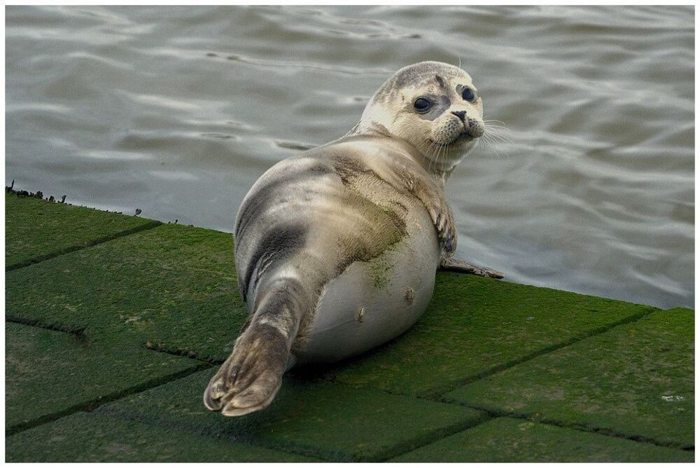 Seal in the sun.