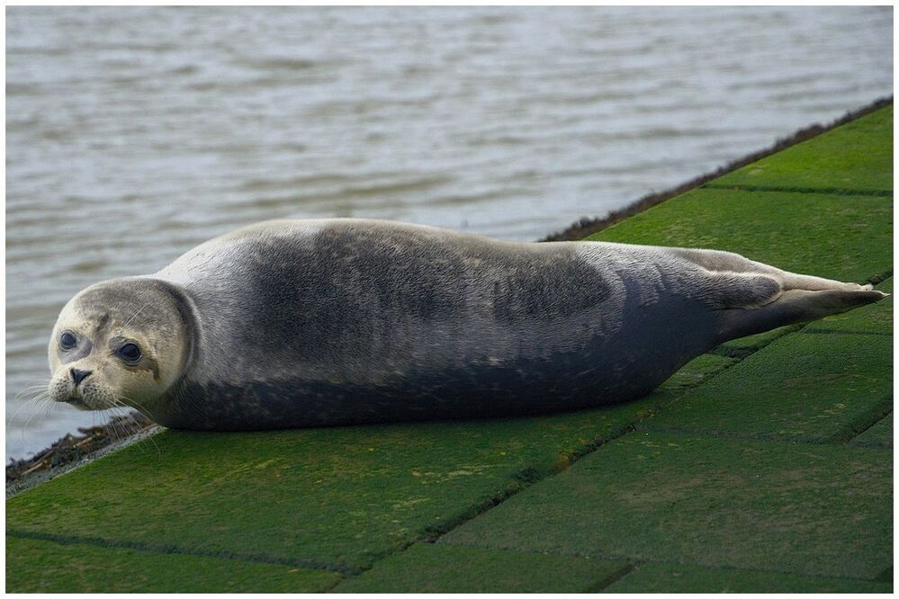 Seal in the sun.