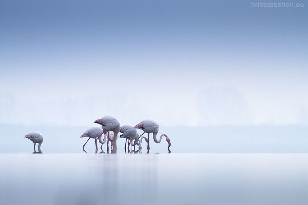 Flamingo