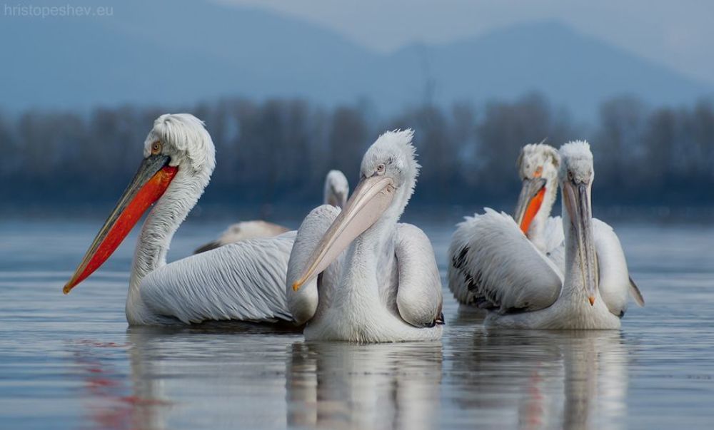 Pelicans at Kerkini Lake