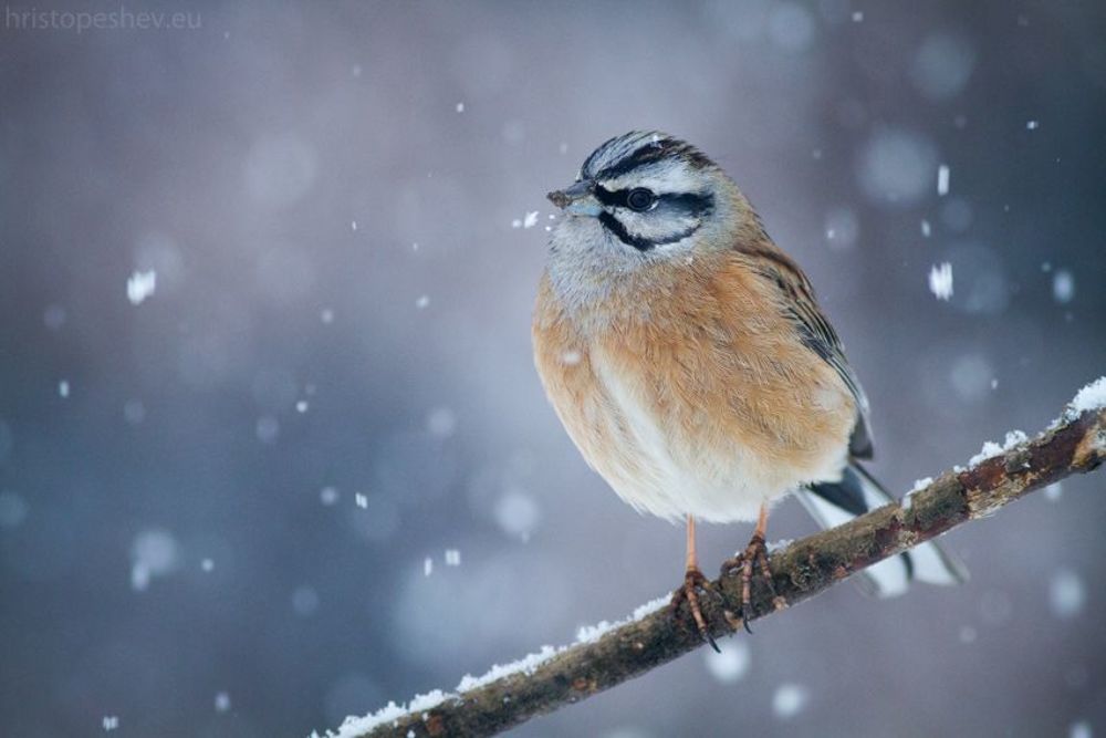Rock Bunting (Emberiza cia)