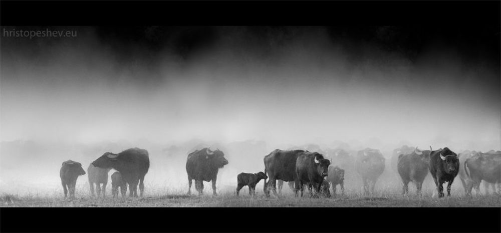 Buffalos at Kerkini Lake
