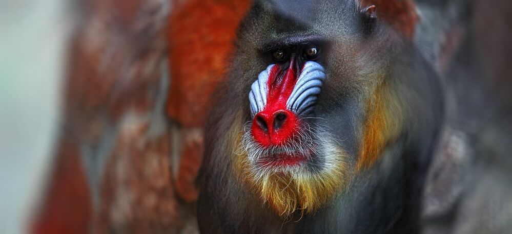 Planet of the Apes