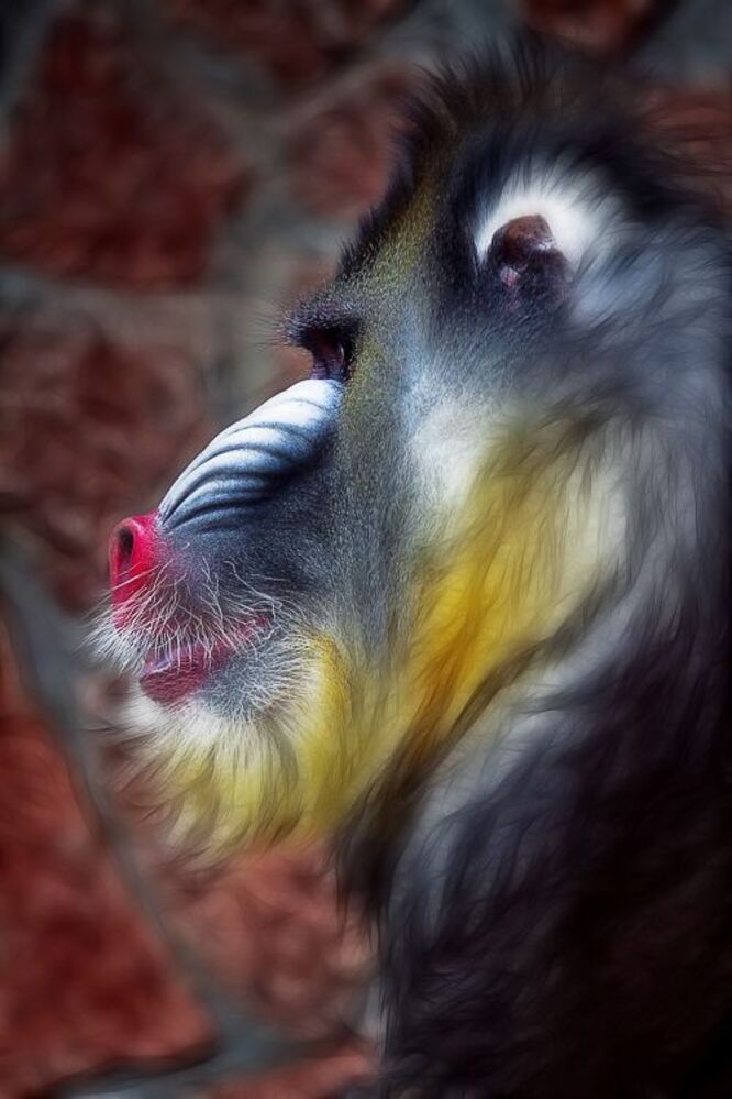 Planet of the Apes