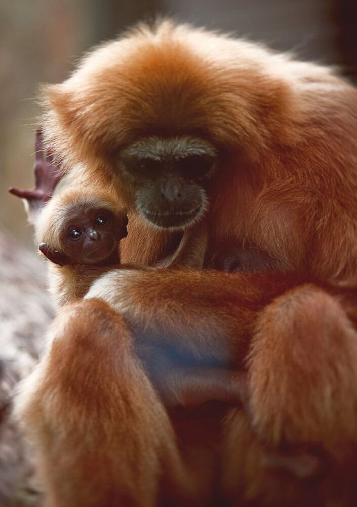 Planet of the Apes