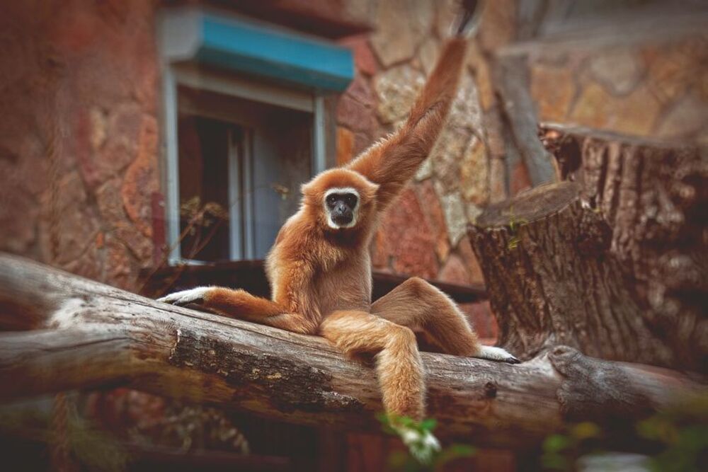 Planet of the Apes