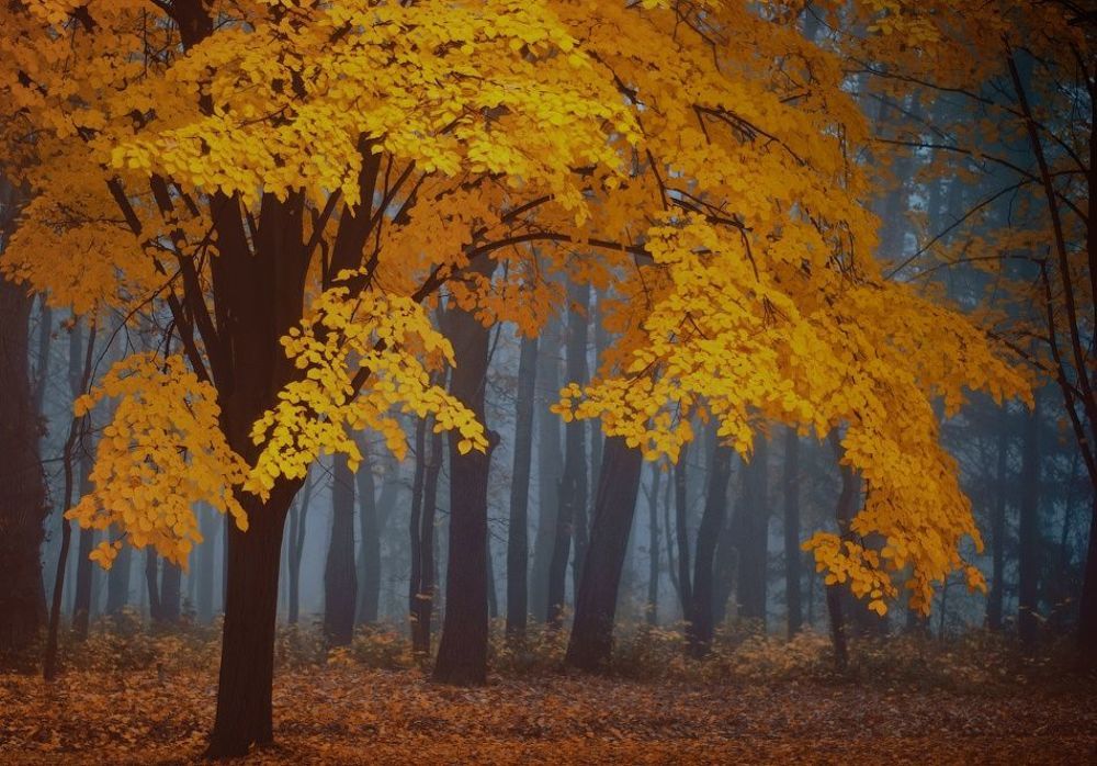 The last one standing with leaves
