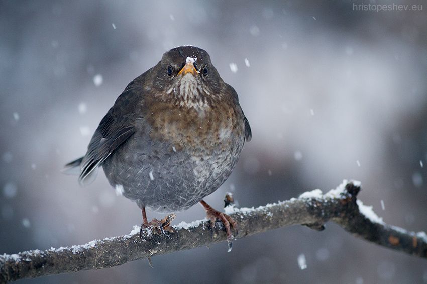Birds in my garden / Птицы в саду