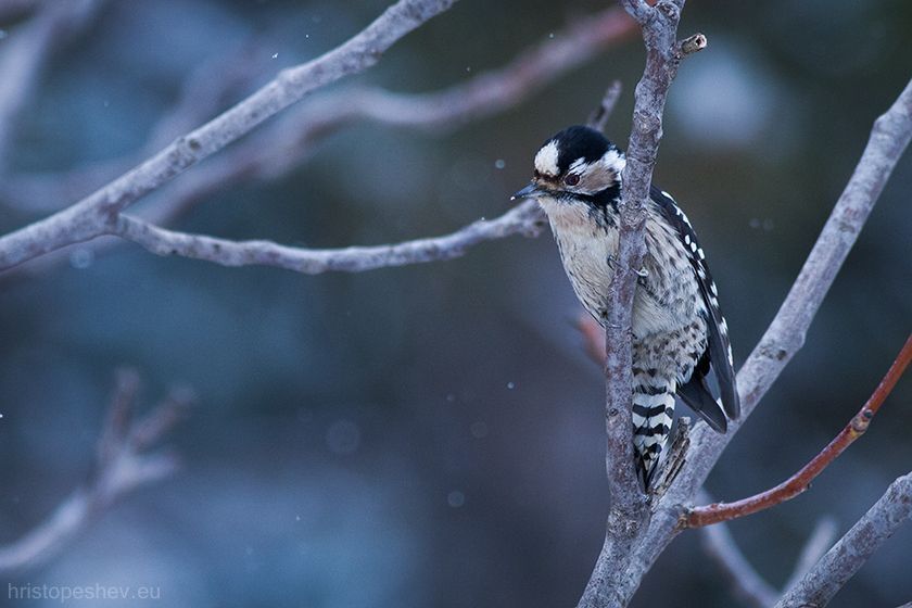 Birds in my garden / Птицы в саду