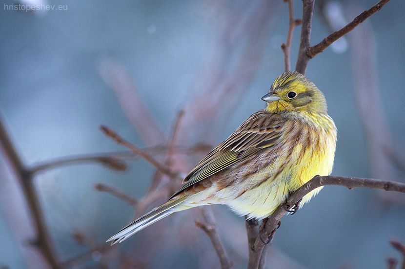 Birds in my garden / Птицы в саду