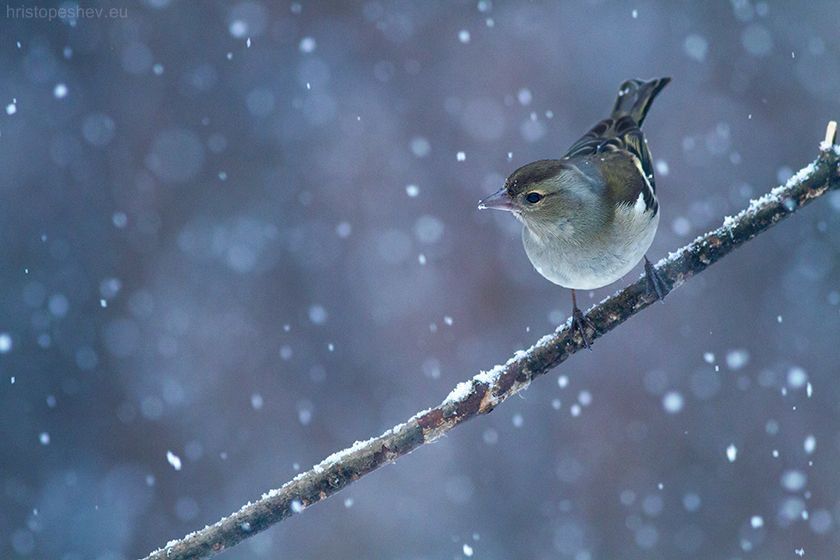 Birds in my garden / Птицы в саду