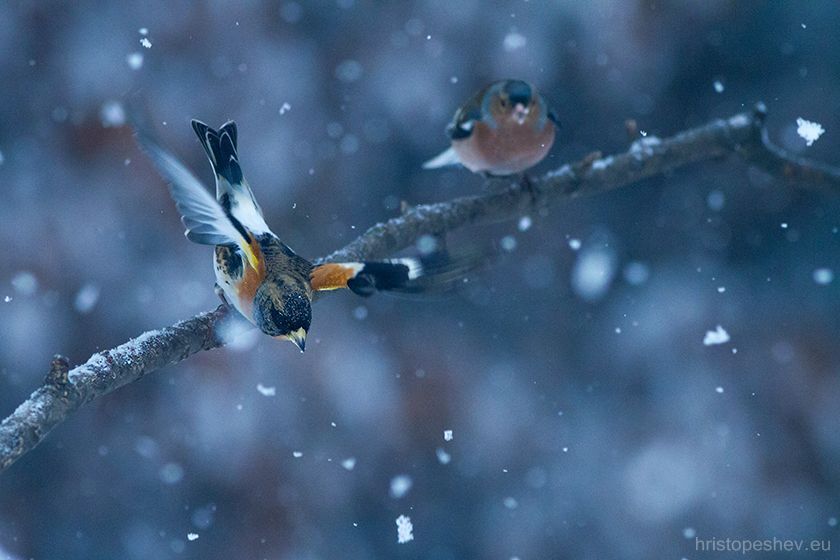 Birds in my garden / Птицы в саду