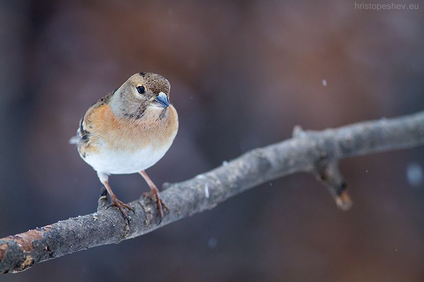 Birds in my garden / Птицы в саду